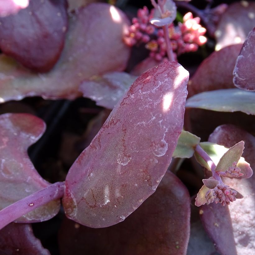 Sedum telephium Chocolate Cherry - Telefío (Follaje)