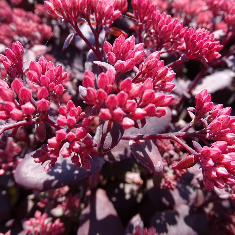 Sedum telephium Chocolate Cherry - Telefío (Floración)