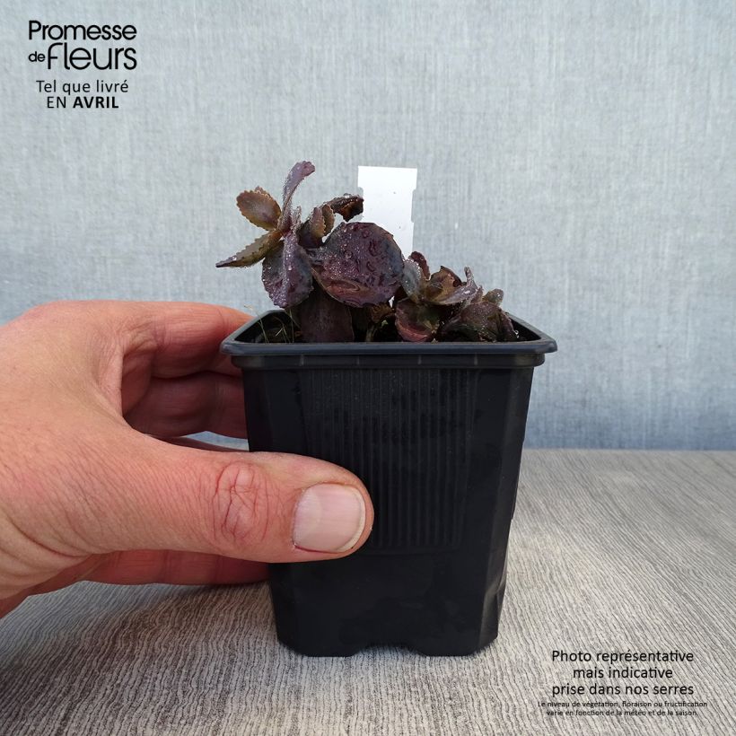 Sedum telephium Chocolate Cherry - Telefío Maceta de 8/9 cm Ejemplar entregado en la primavera