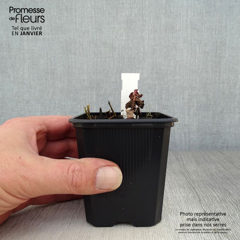 Sedum telephium Dark Magic - Telefío Maceta de 8/9 cm Ejemplar entregado en invierno