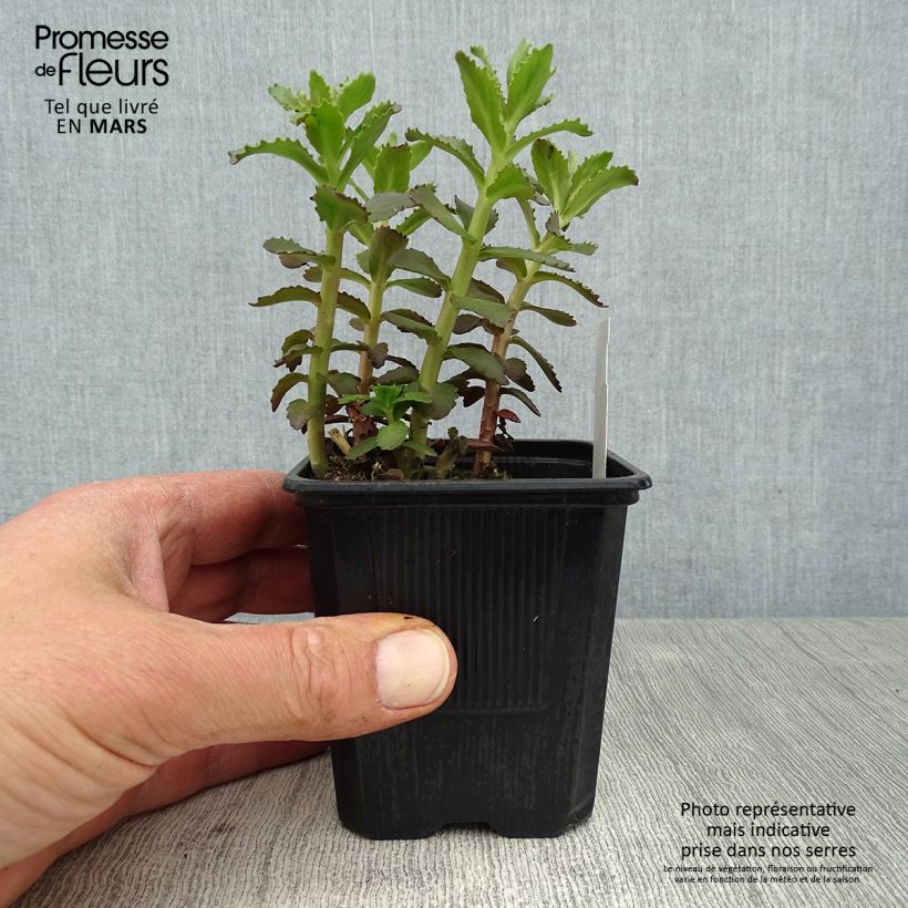 Sedum telephium Double Martini - Telefío Maceta de 8/9 cm Ejemplar entregado en la primavera