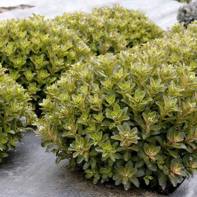 Sedum telephium Double Martini - Telefío (Follaje)
