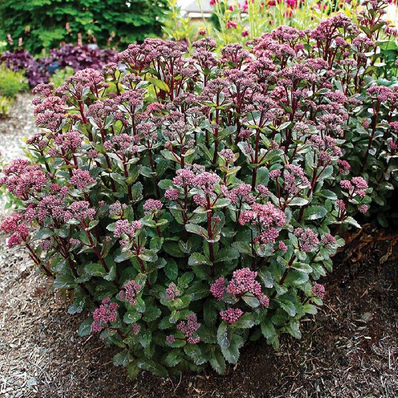 Sedum telephium Double Martini - Telefío (Porte)