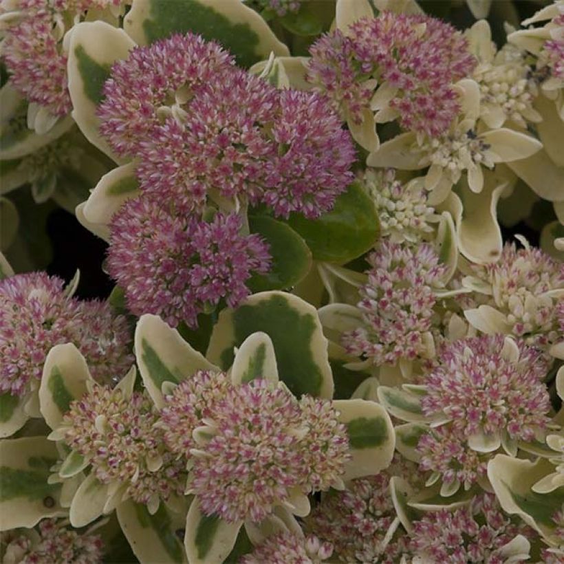 Sedum spectabile Frosted Fire - Telefío (Floración)