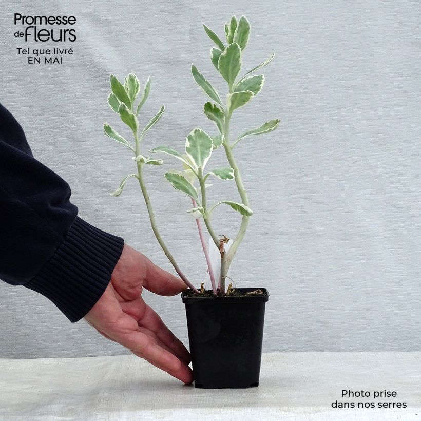 Sedum Frosty Morn Maceta de 8/9 cm Ejemplar entregado en la primavera