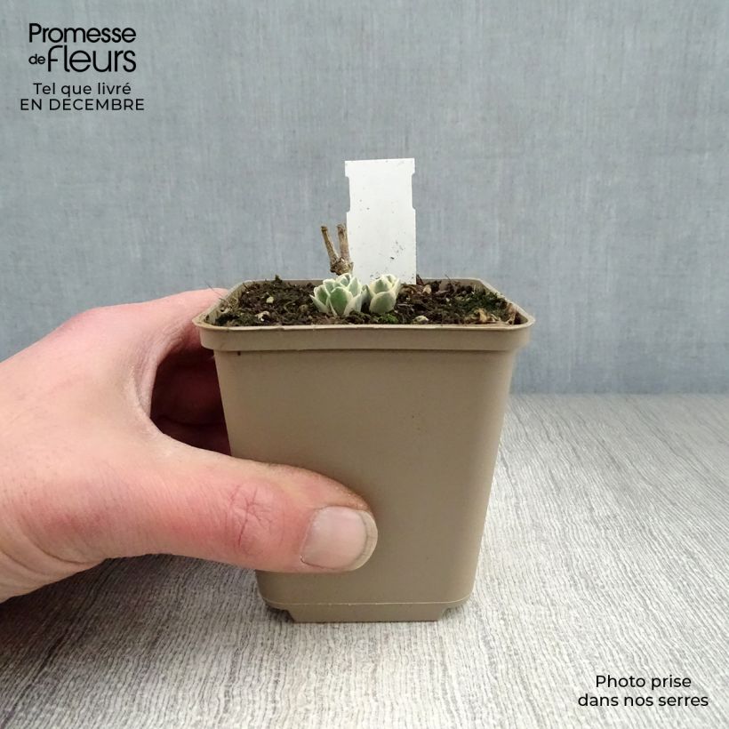 Sedum Frosty Morn Maceta de 8/9 cm Ejemplar entregado en invierno