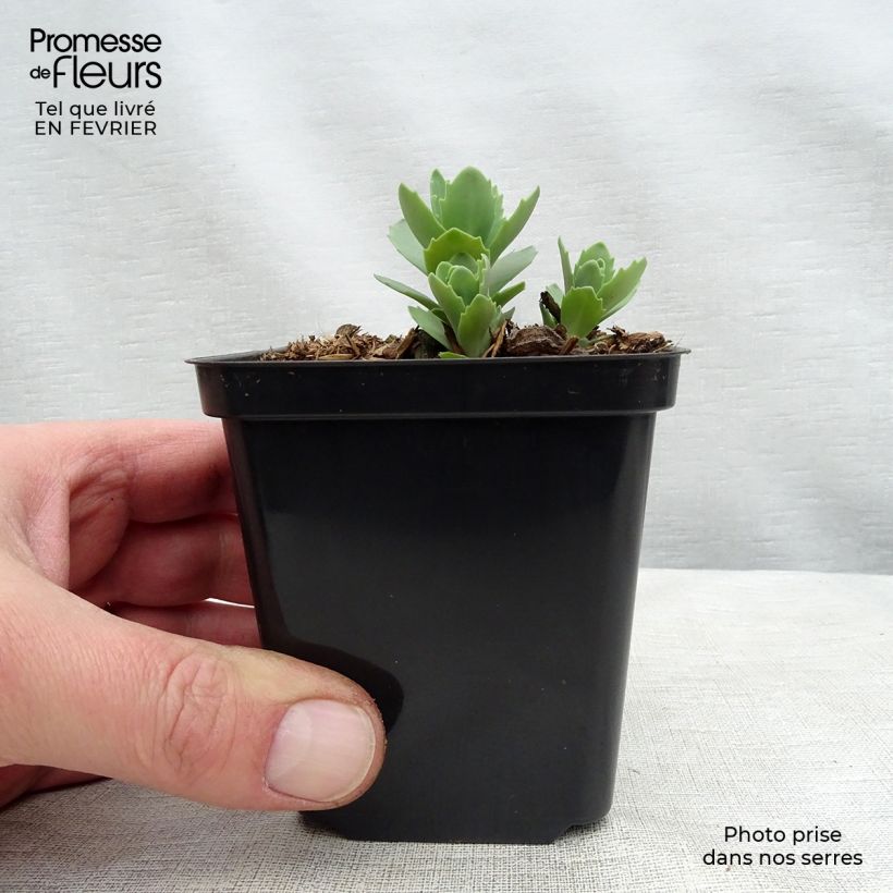 Sedum Herbstfreude Maceta de 8/9 cm Ejemplar entregado en invierno