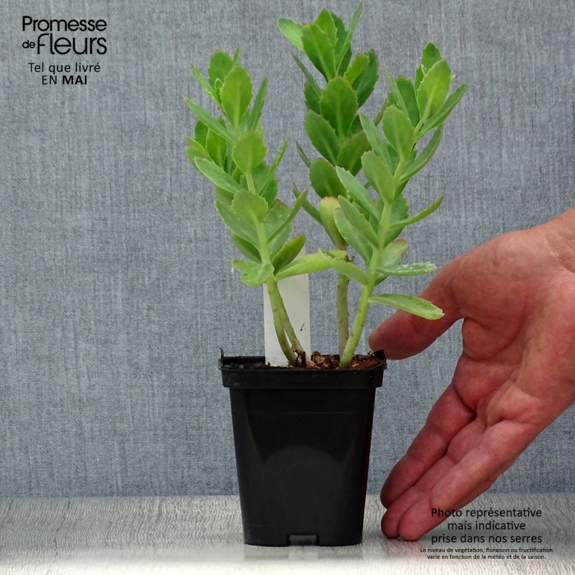 Sedum Herbstfreude Maceta de 8/9 cm Ejemplar entregado en la primavera