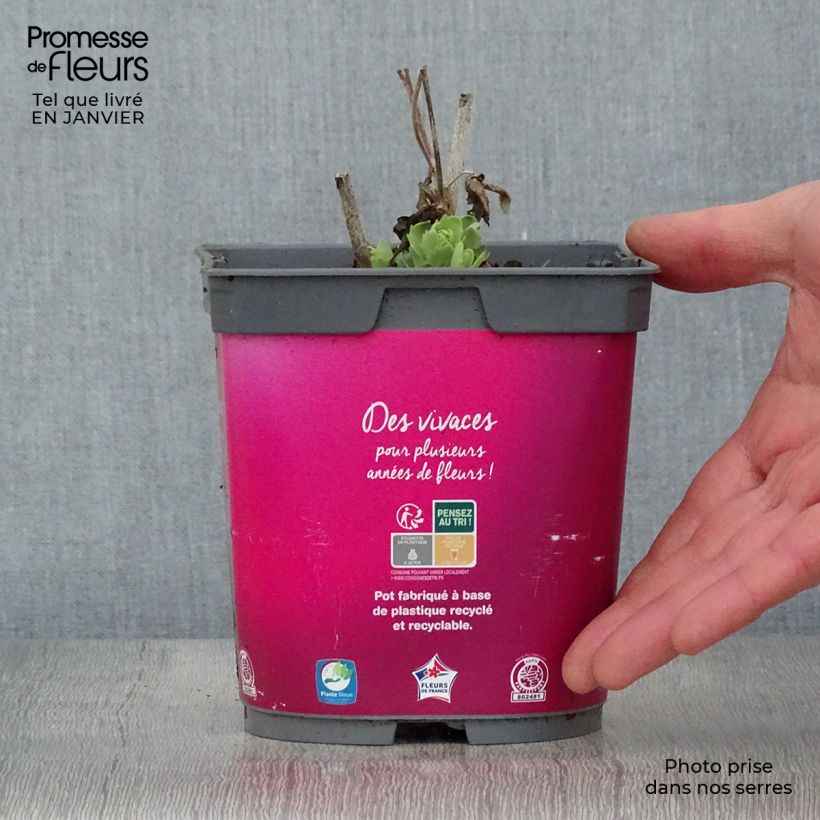 Sedum Herbstfreude Maceta 2L/3L Ejemplar entregado en invierno