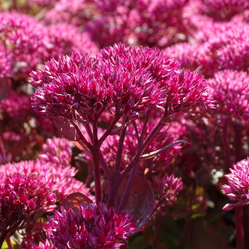 Sedum telephium Thunderhead - Telefío (Floración)