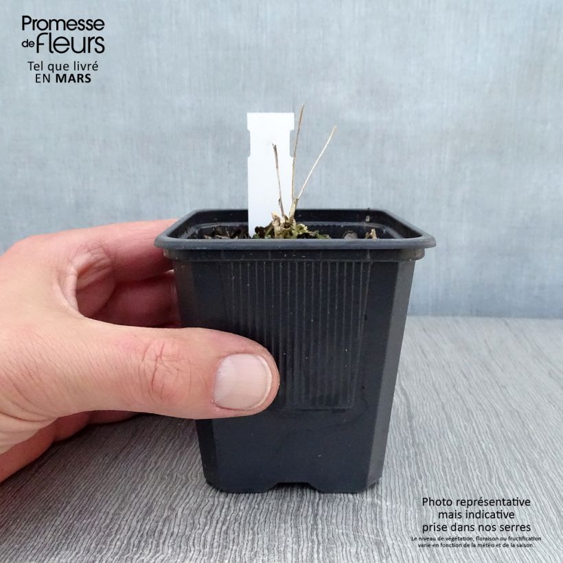 Sedum telephium Thunderhead - Telefío Maceta de 8/9 cm Ejemplar entregado en la primavera