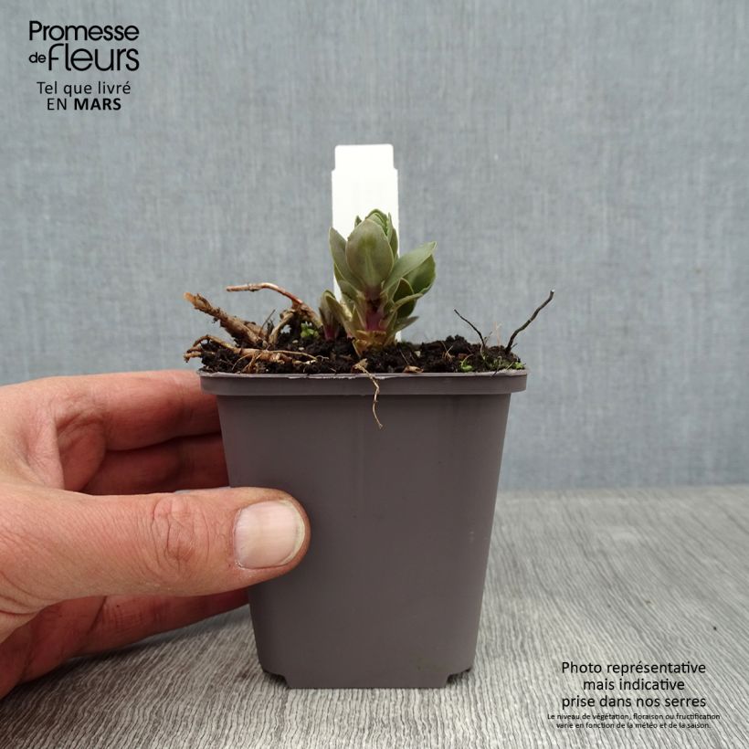 Sedum telephium Thunderhead - Telefío Maceta de 8/9 cm Ejemplar entregado en invierno