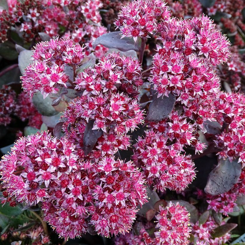 Sedum spectabile Jose Aubergine - Telefío (Floración)