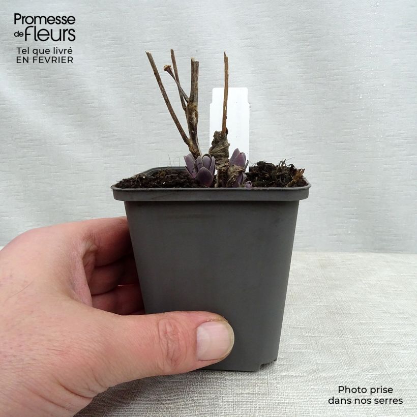 Sedum spectabile Jose Aubergine - Telefío Maceta de 8/9 cm Ejemplar entregado en invierno