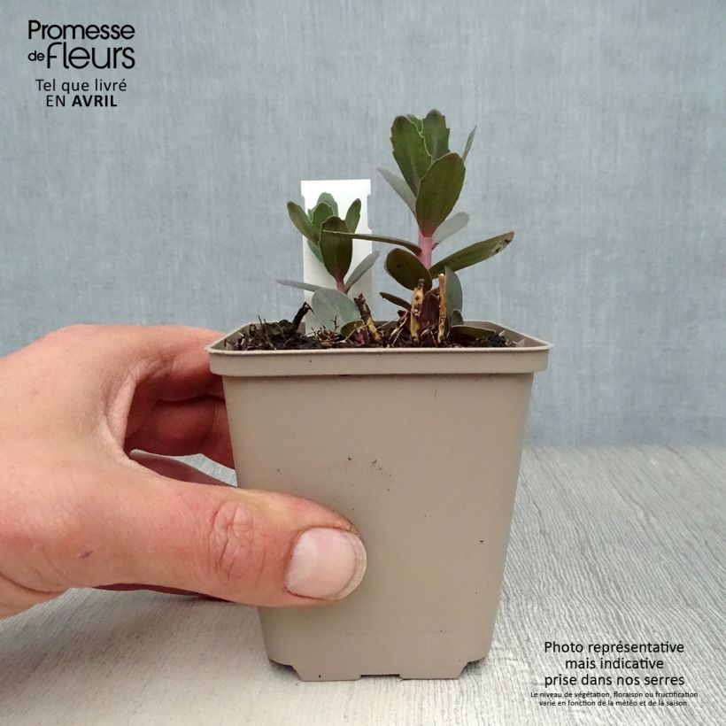 Sedum spectabile Jose Aubergine - Telefío Maceta de 8/9 cm Ejemplar entregado en la primavera