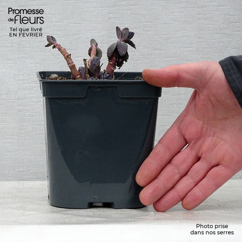 Sedum spectabile Jose Aubergine - Telefío Maceta 2L/3L Ejemplar entregado en invierno