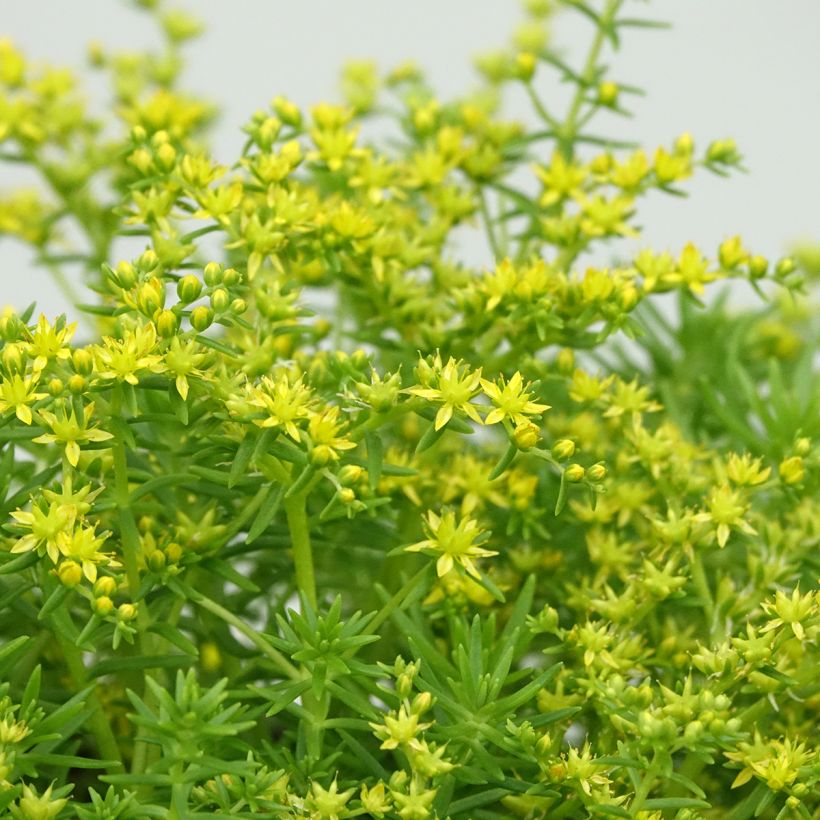 Sedum Lemon Ball (Floración)