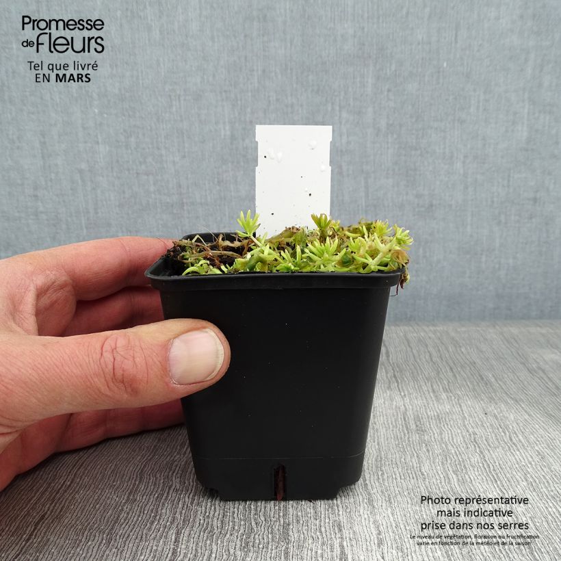 Sedum Lemon Ball Maceta de 8/9 cm Ejemplar entregado en invierno