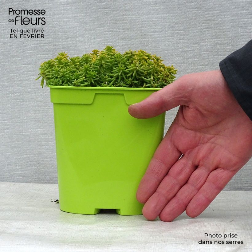 Sedum Lemon Ball Maceta 2L/3L Ejemplar entregado en invierno