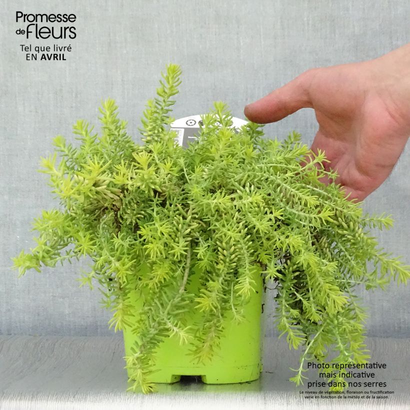 Sedum Lemon Ball Maceta 2L/3L Ejemplar entregado en la primavera