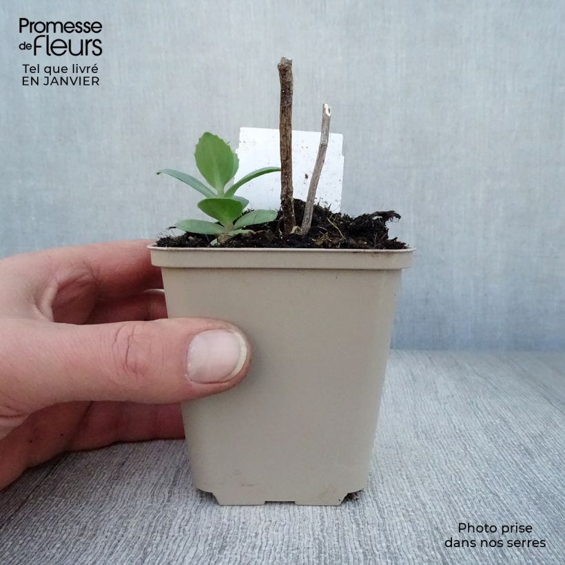 Sedum Matrona Maceta de 8/9 cm Ejemplar entregado en invierno