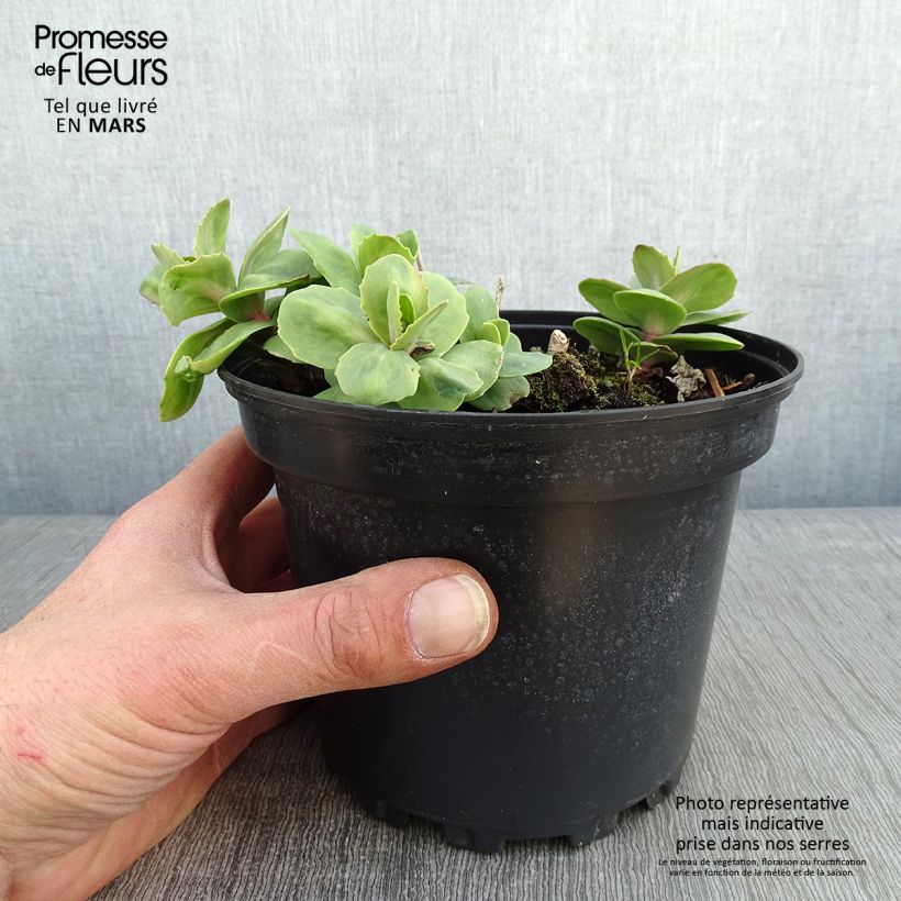 Sedum Matrona Maceta 2L/3L Ejemplar entregado en invierno
