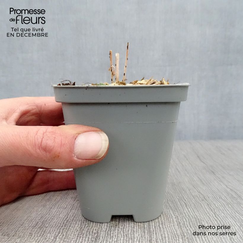 Sedum Mr Goodbud Maceta de 8/9 cm Ejemplar entregado en invierno