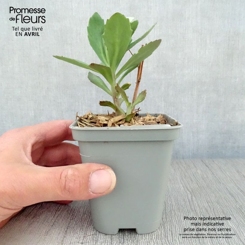 Sedum Mr Goodbud Maceta de 8/9 cm Ejemplar entregado en la primavera