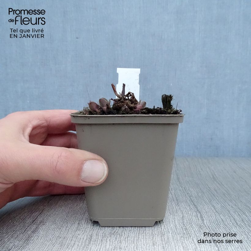 Sedum spectabile Purple Emperor - Telefío Maceta de 8/9 cm Ejemplar entregado en invierno