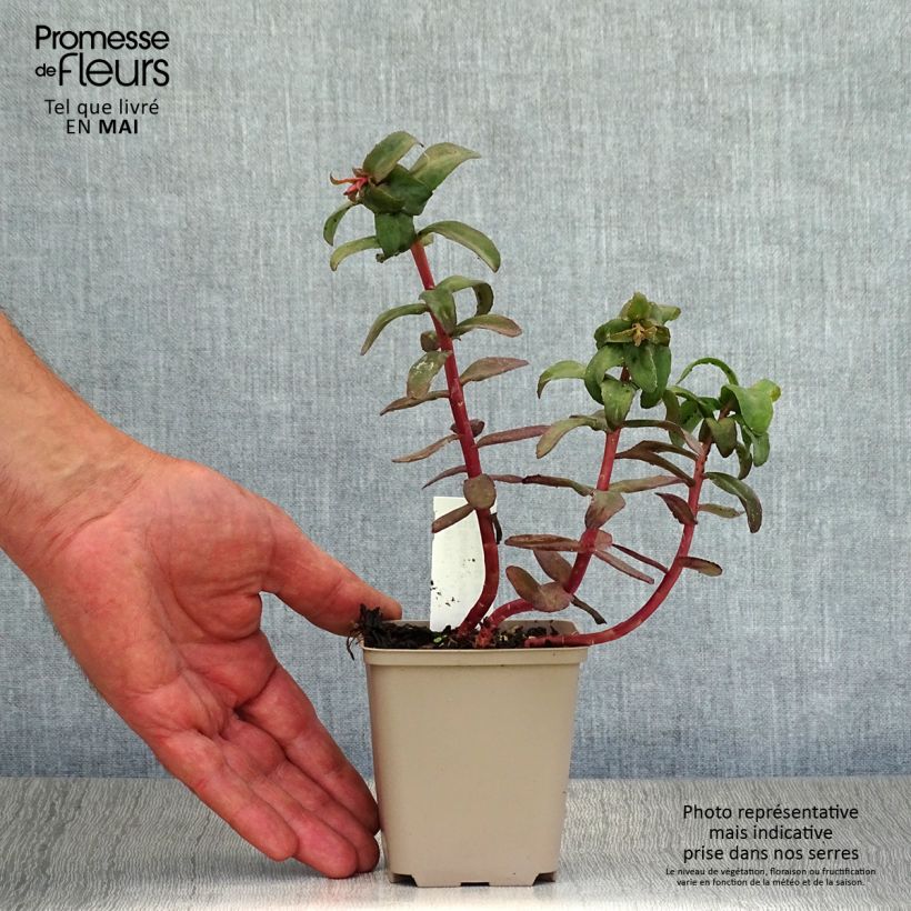 Sedum spectabile Purple Emperor - Telefío Maceta de 8/9 cm Ejemplar entregado en la primavera