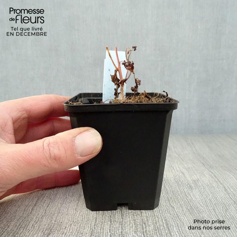 Sedum Red Cauli Maceta de 8/9 cm Ejemplar entregado en invierno