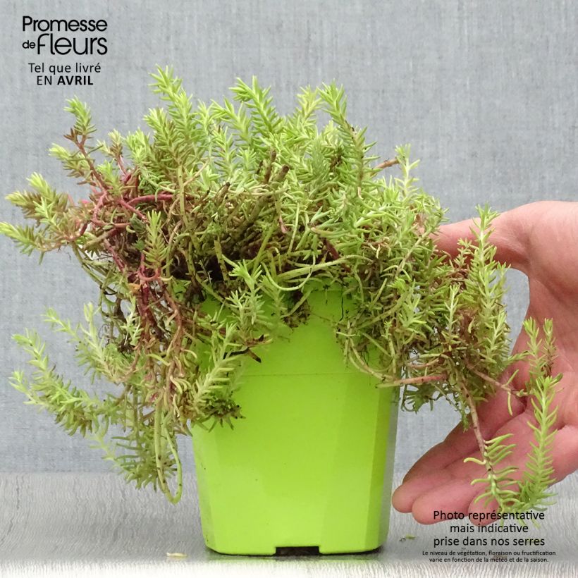 Sedum SunSparkler Angelina's Teacup Maceta 1L/1,5L Ejemplar entregado en la primavera