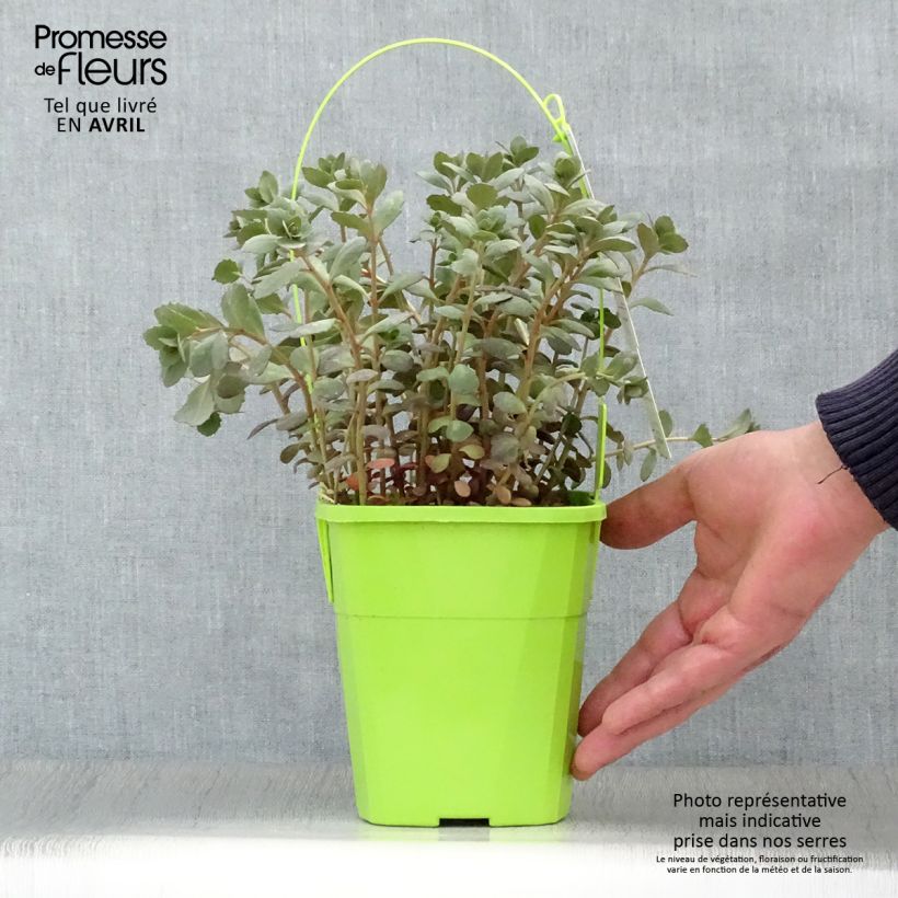 Sedum Sunsparkler Plum Dazzled Maceta 1,5L/2L Ejemplar entregado en la primavera