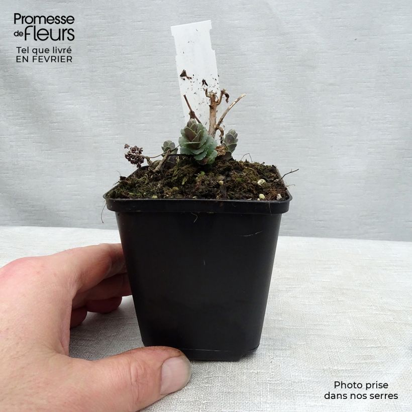 Sedum Stewed Rhubarb Mountain Maceta de 8/9 cm Ejemplar entregado en invierno