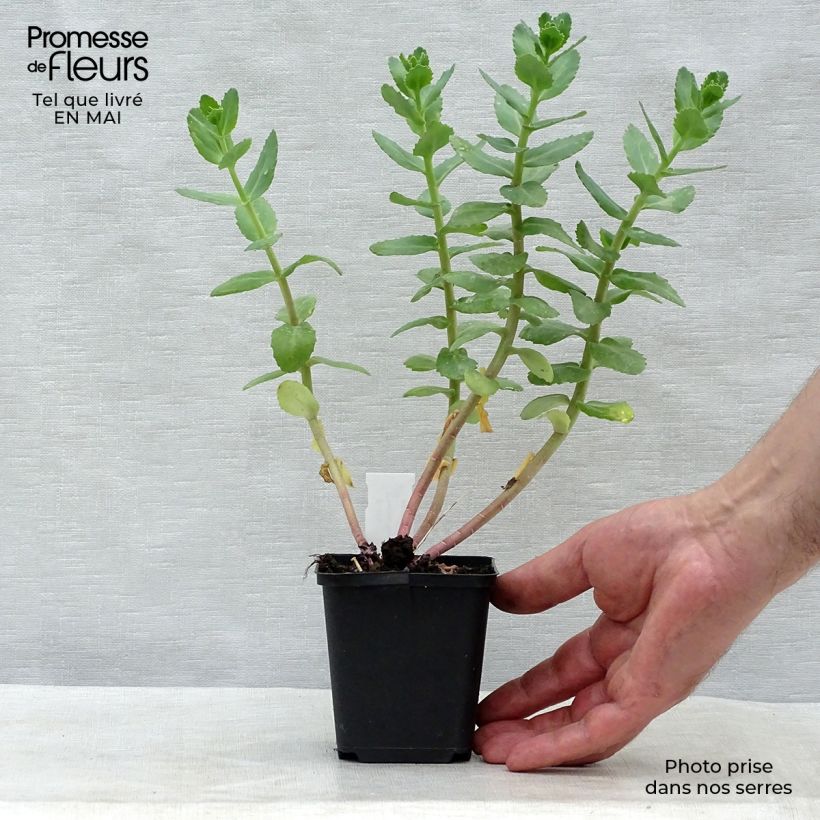 Sedum Stewed Rhubarb Mountain Maceta de 8/9 cm Ejemplar entregado en la primavera