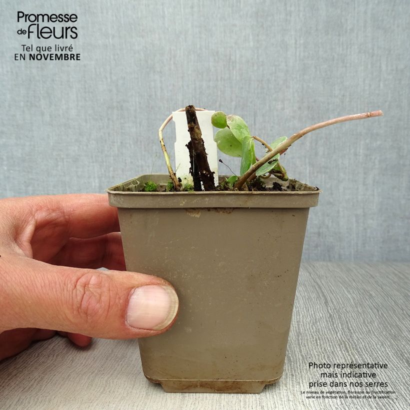 Ejemplar de Sedum Stewed Rhubarb Mountain Maceta de 8/9 cm entregado en otoño
