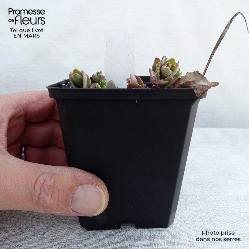 Sedum Strawberry and Cream Maceta de 8/9 cm Ejemplar entregado en la primavera