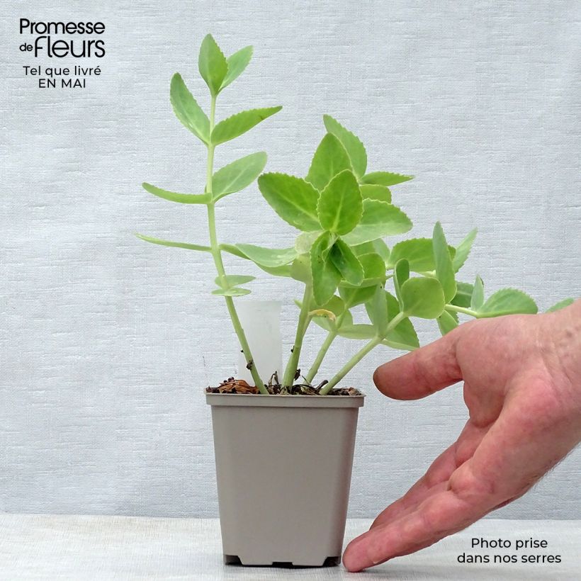 Sedum Sunkissed Maceta de 8/9 cm Ejemplar entregado en la primavera