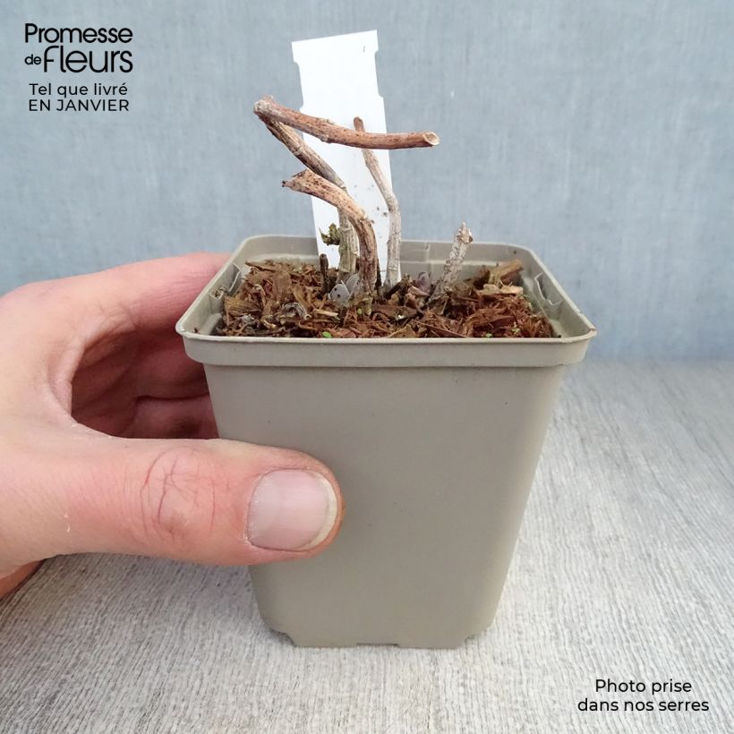 Sedum Sunkissed Maceta de 8/9 cm Ejemplar entregado en invierno