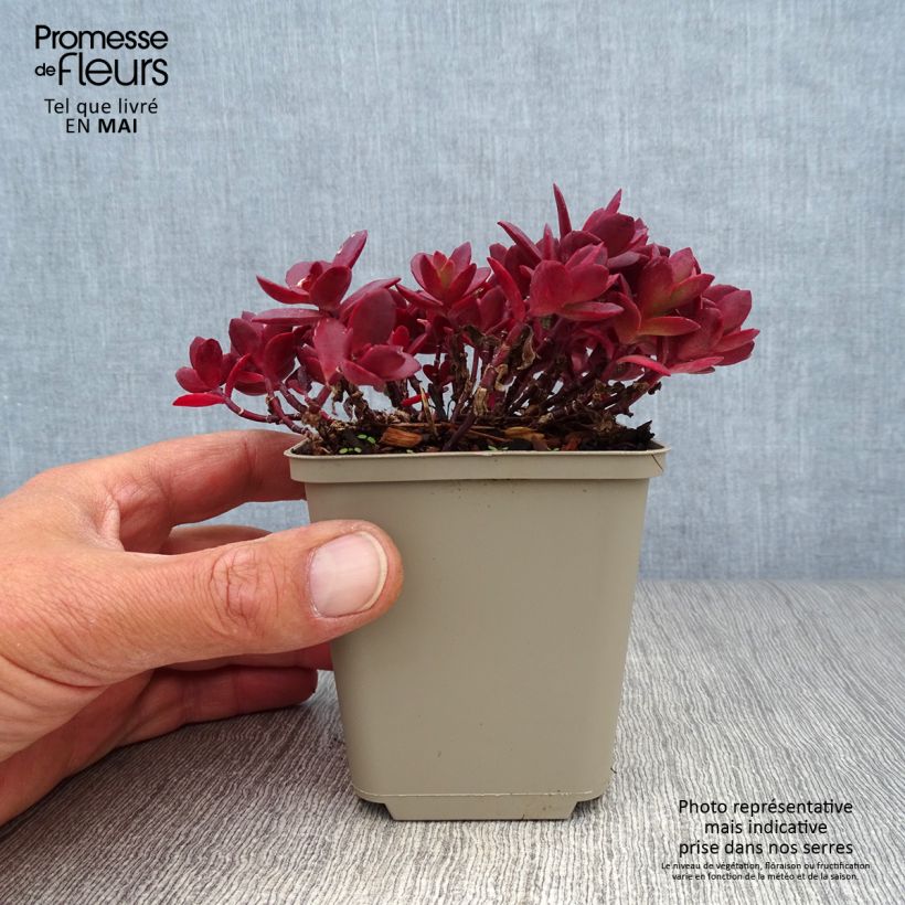 Sedum Sunsparkler Cherry Tart Maceta de 8/9 cm Ejemplar entregado en la primavera