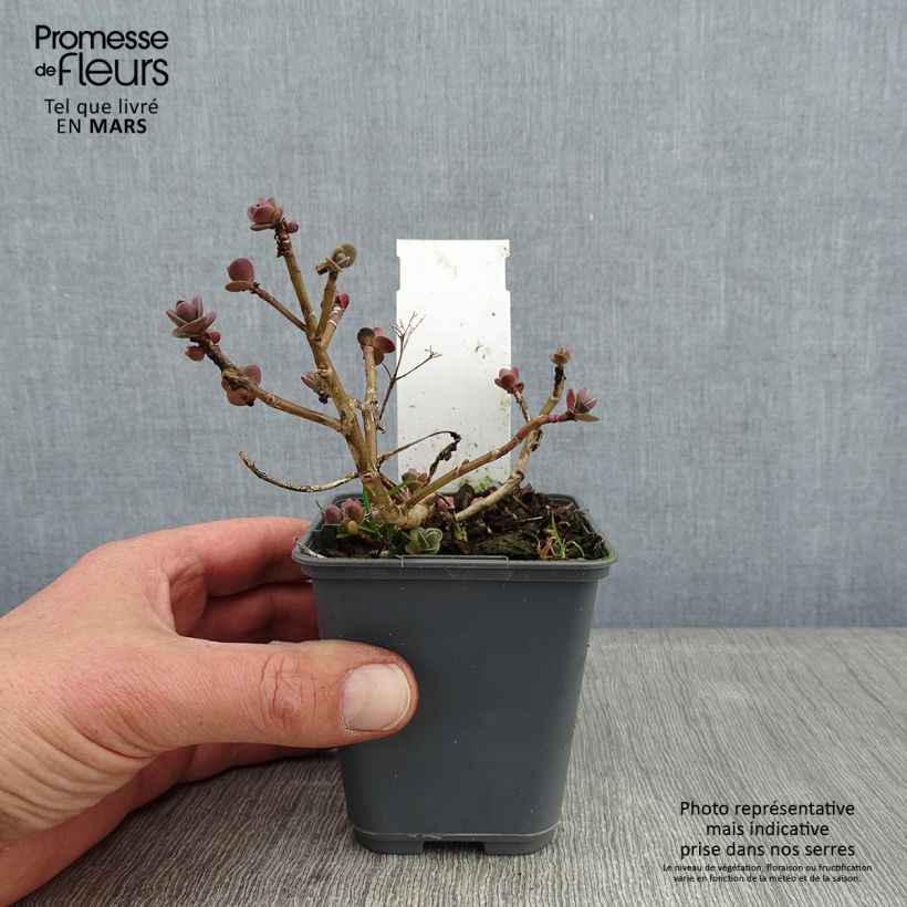 Sedum Sunsparkler Cherry Tart Maceta de 8/9 cm Ejemplar entregado en invierno