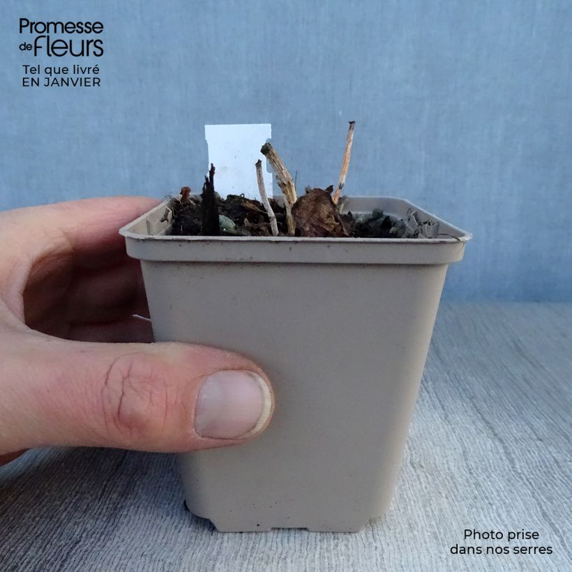 Sedum Sunsparkler Dazzleberry Maceta de 8/9 cm Ejemplar entregado en invierno