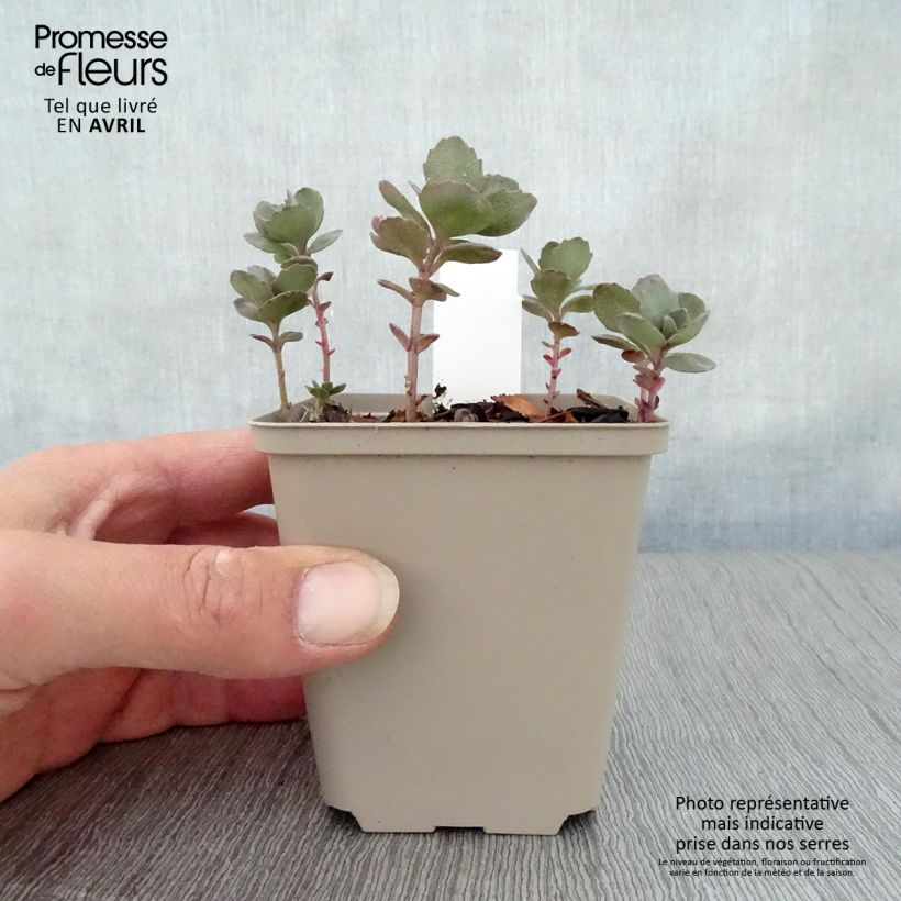 Sedum Sunsparkler Dazzleberry Maceta de 8/9 cm Ejemplar entregado en la primavera