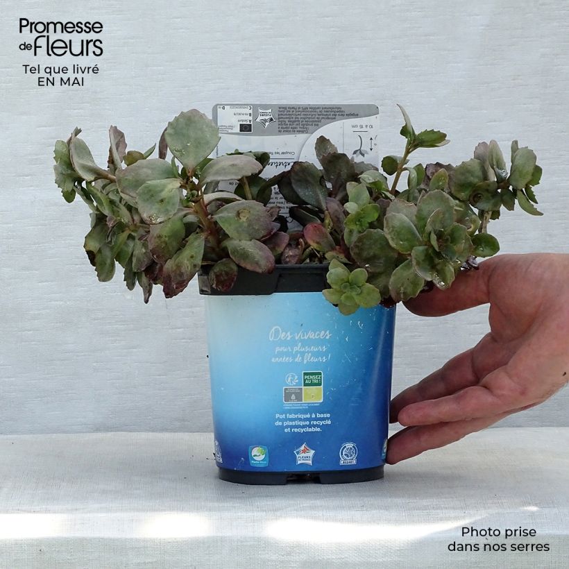 Sedum Sunsparkler Dazzleberry Maceta 2L/3L Ejemplar entregado en la primavera