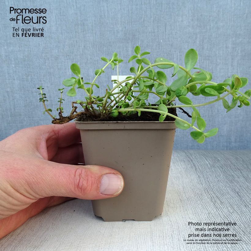 Sedum Sunsparkler Firecracker Maceta de 8/9 cm Ejemplar entregado en invierno