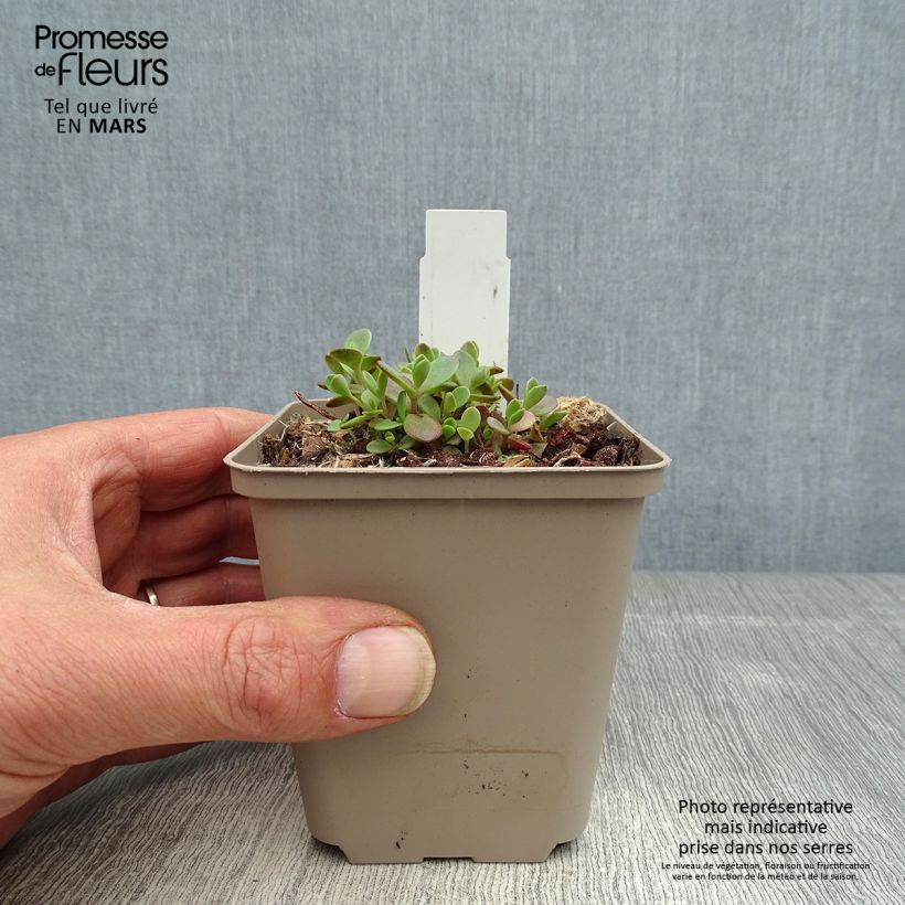 Sedum Sunsparkler Firecracker Maceta de 8/9 cm Ejemplar entregado en la primavera