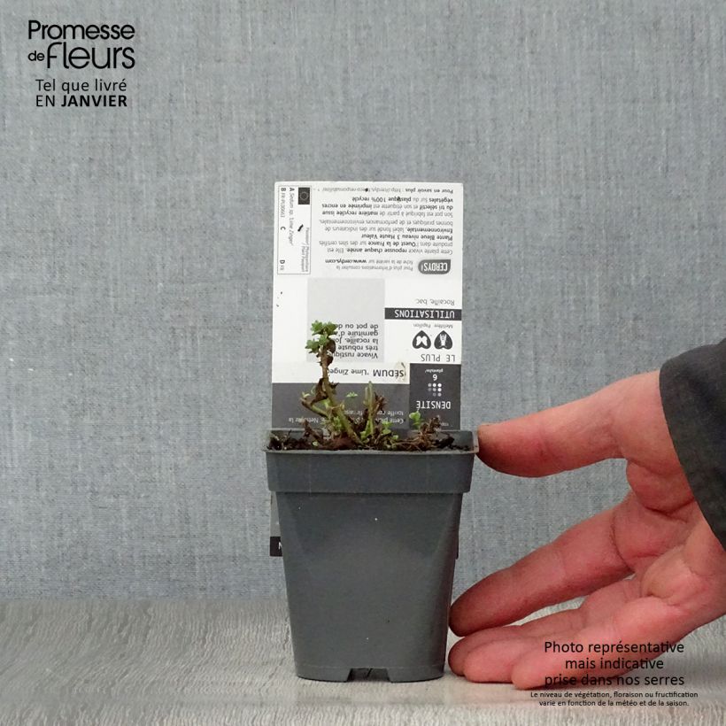 Sedum Sunsparkler Lime Zinger Maceta de 8/9 cm Ejemplar entregado en invierno