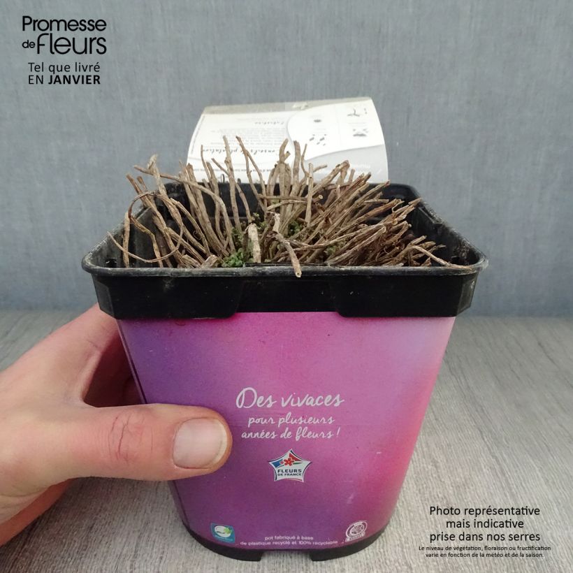 Sedum Sunsparkler Lime Zinger Maceta 2L/3L Ejemplar entregado en invierno