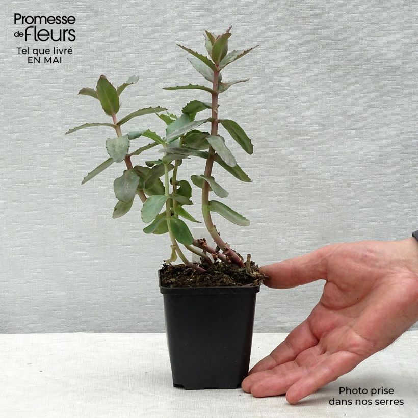 Sedum spectabile Twinkling Star - Telefío Maceta de 8/9 cm Ejemplar entregado en la primavera