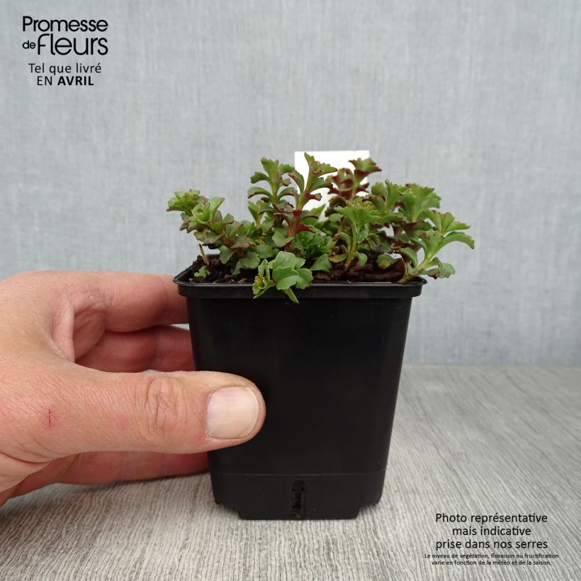 Sedum kamtschaticum Weihenstephaner Gold - Sedun Maceta de 8/9 cm Ejemplar entregado en la primavera